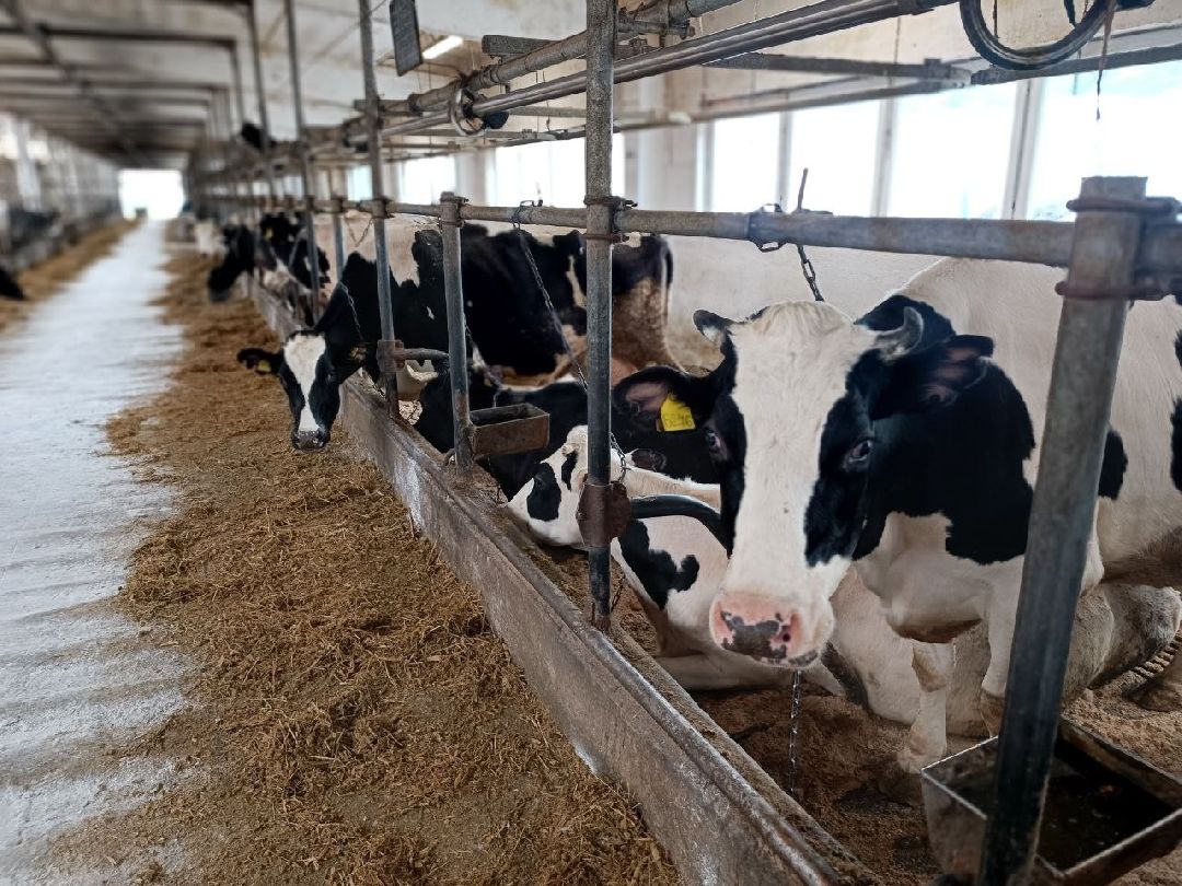 Можайск, общество