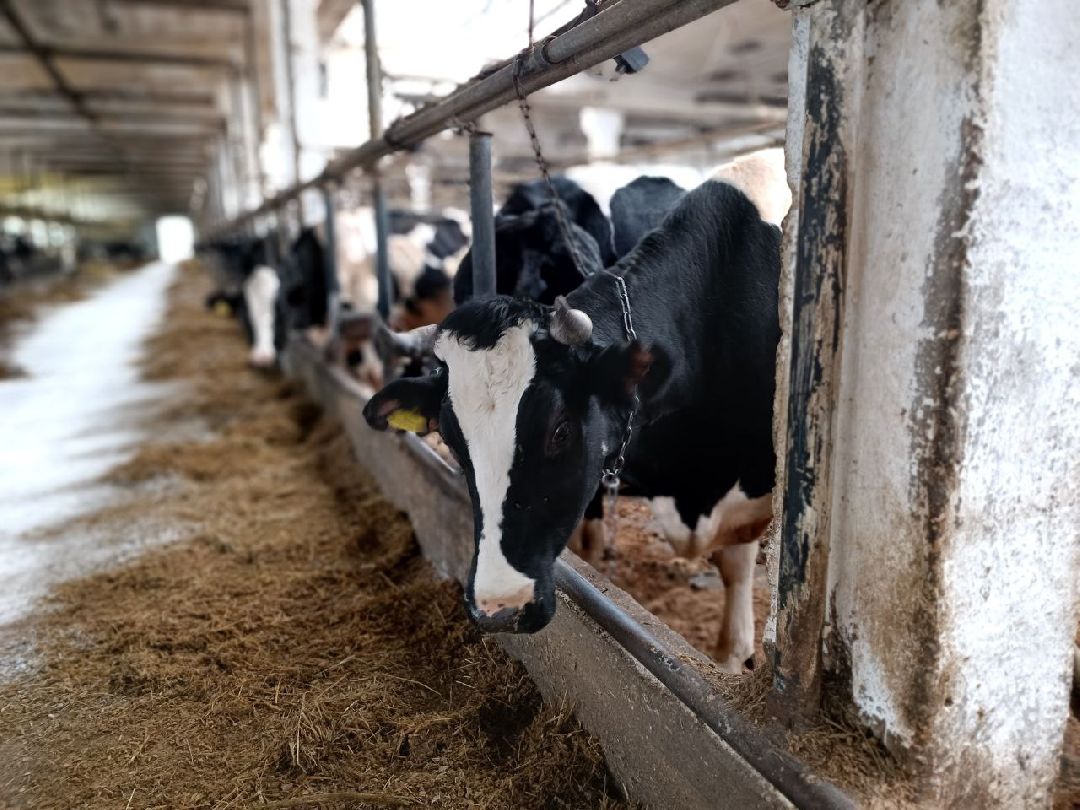 Можайск, общество