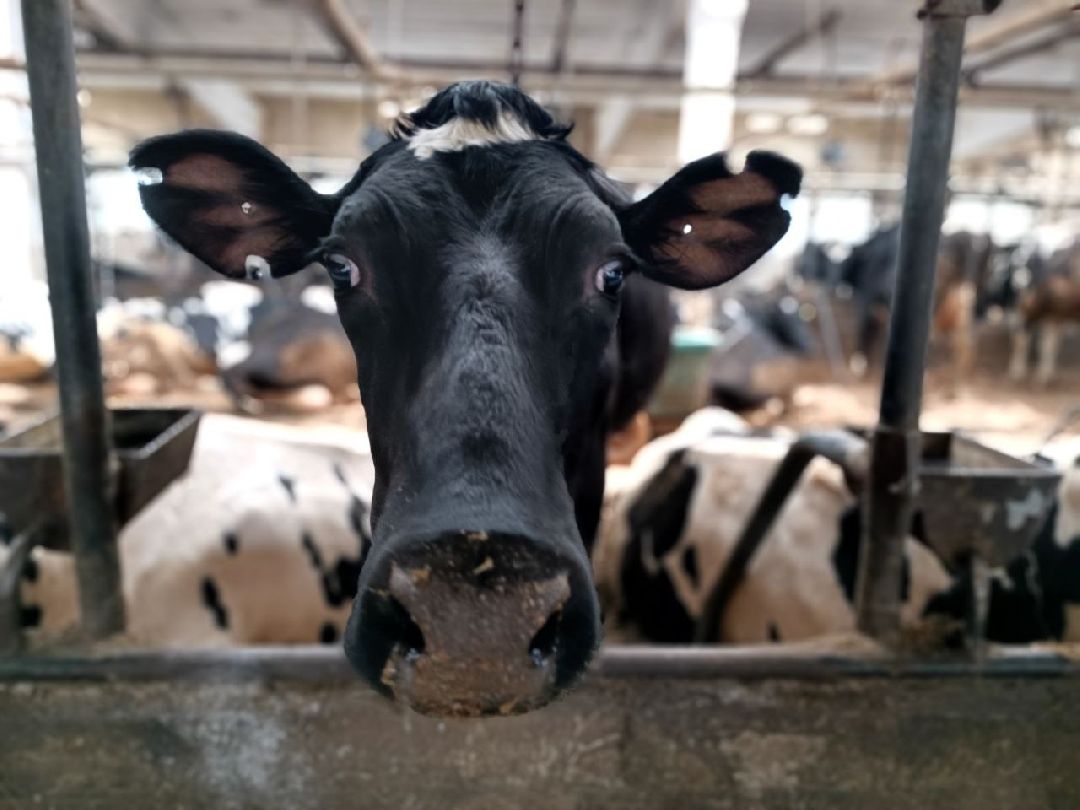 Можайск, общество