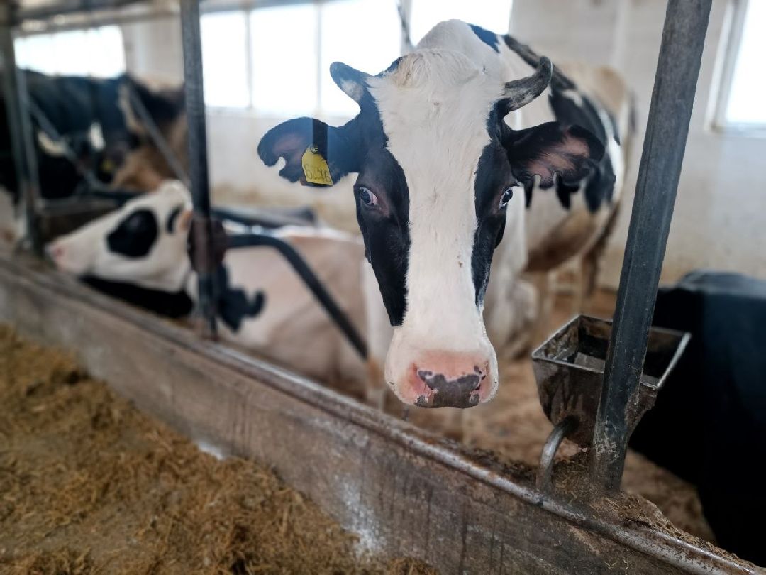 Можайск, общество