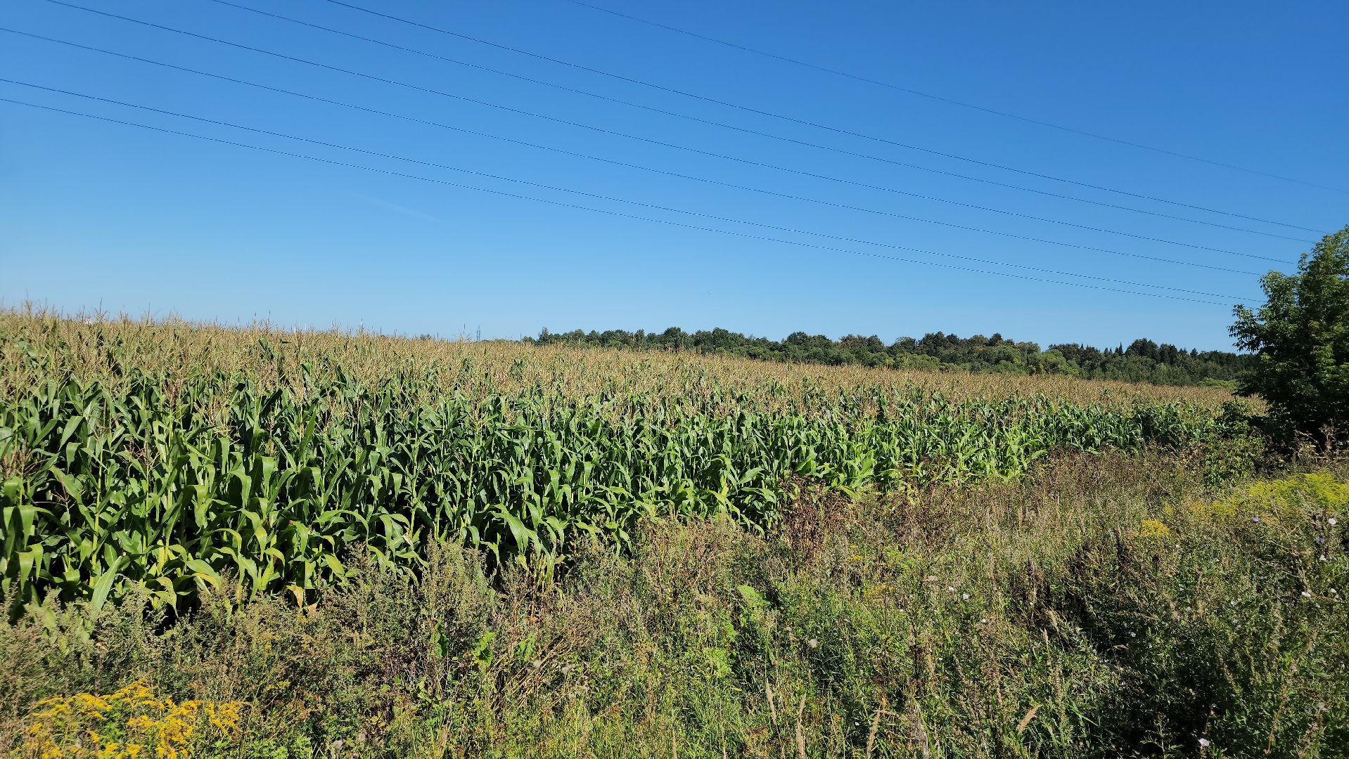 вандализм на полях, воровство на полях, сельское хозяйство, Обухово, Богородский городской окрцг,