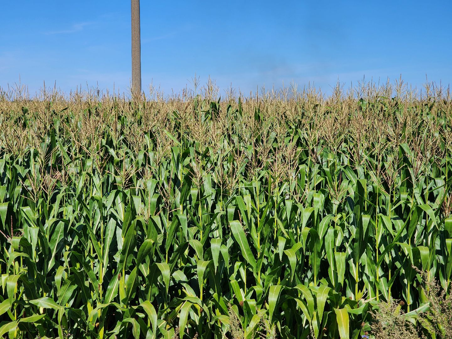 вандализм на полях, воровство на полях, сельское хозяйство, Обухово, Богородский городской окрцг,