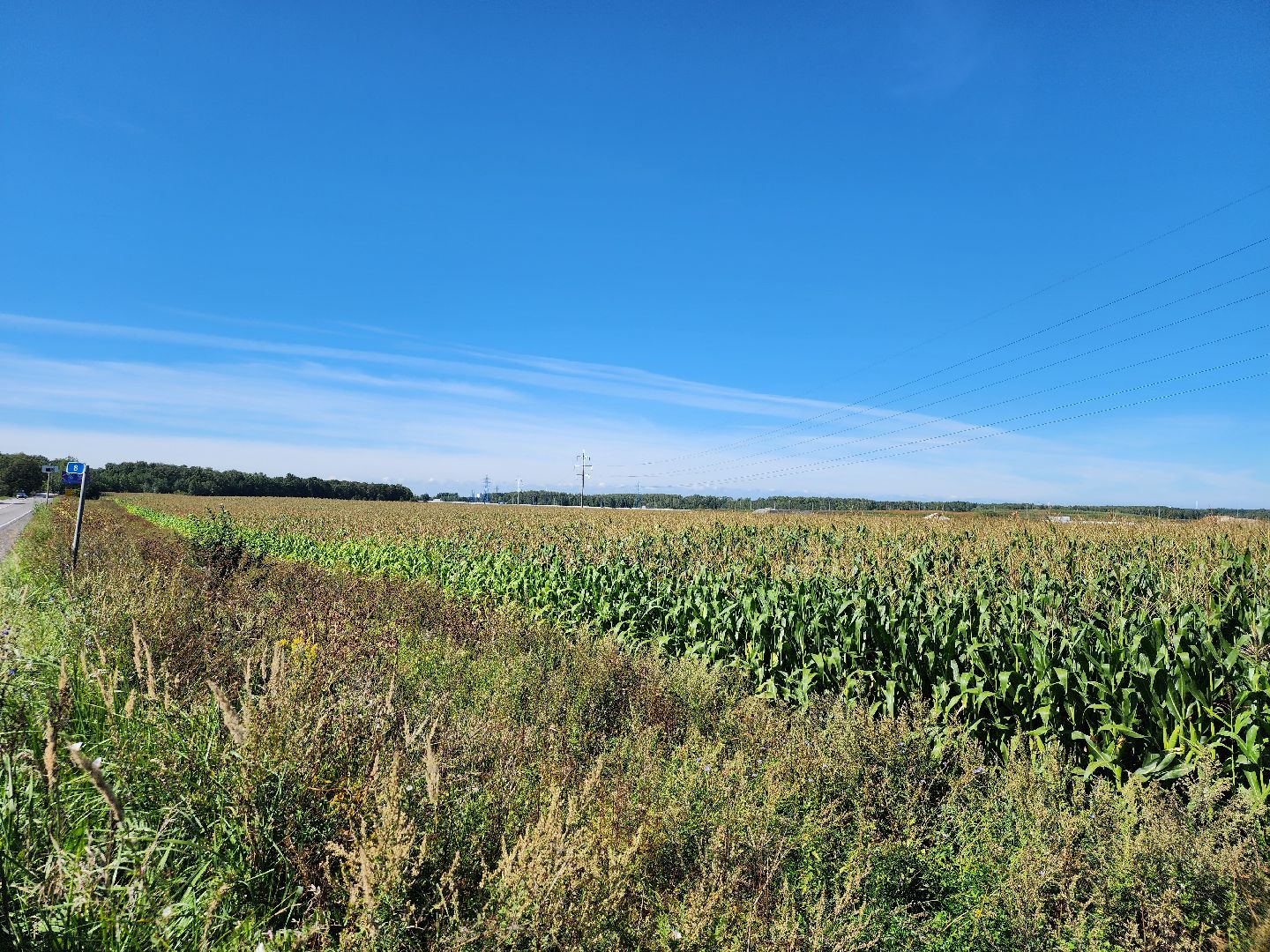 вандализм на полях, воровство на полях, сельское хозяйство, Обухово, Богородский городской окрцг,