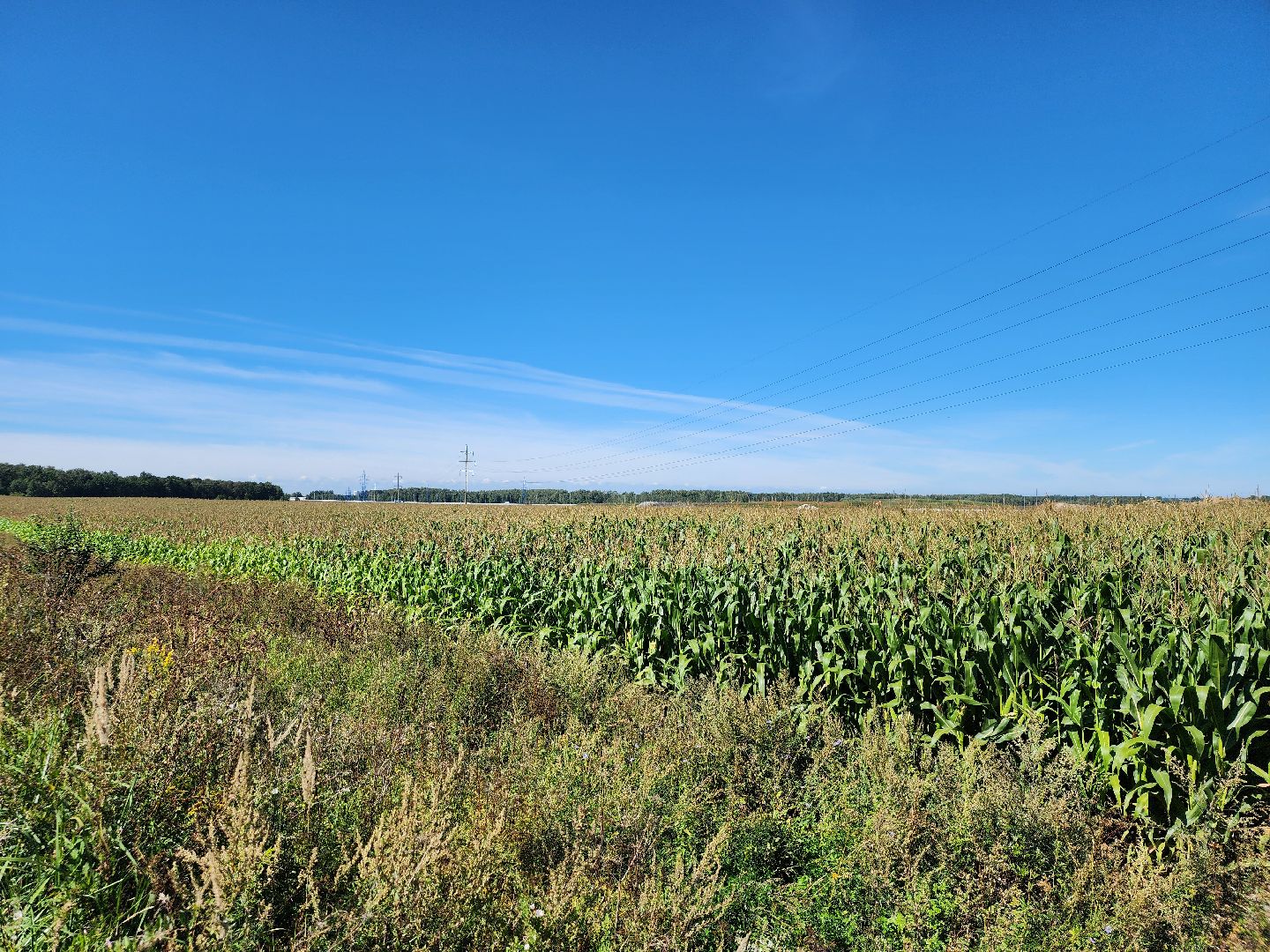 вандализм на полях, воровство на полях, сельское хозяйство, Обухово, Богородский городской окрцг,
