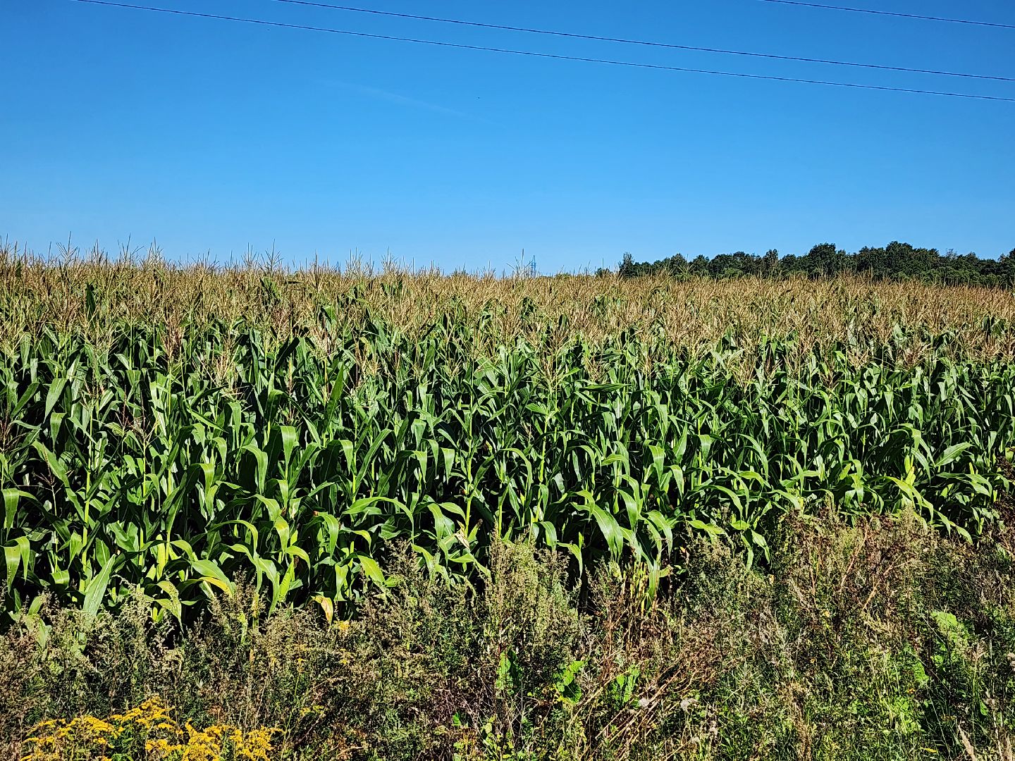 вандализм на полях, воровство на полях, сельское хозяйство, Обухово, Богородский городской окрцг,