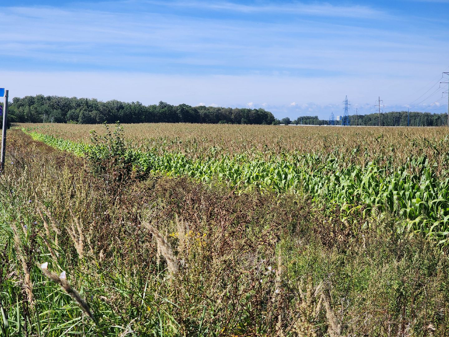 вандализм на полях, воровство на полях, сельское хозяйство, Обухово, Богородский городской окрцг,