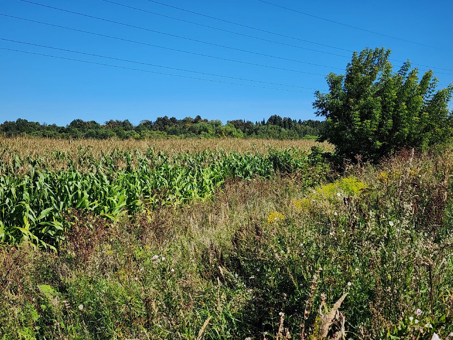 вандализм на полях, воровство на полях, сельское хозяйство, Обухово, Богородский городской окрцг,