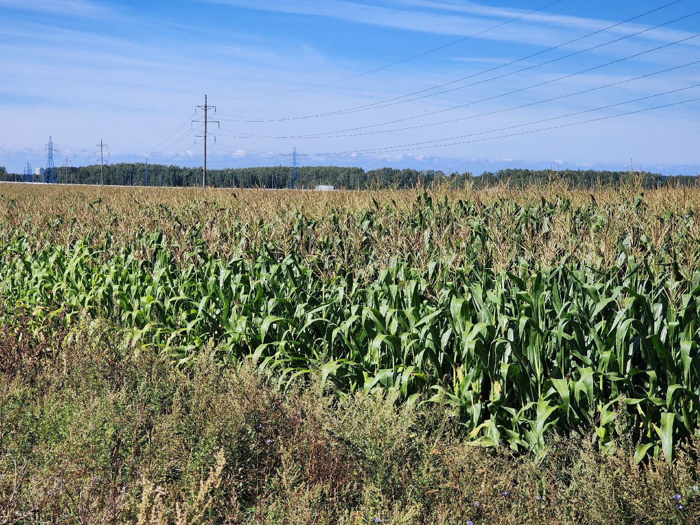 вандализм на полях, воровство на полях, сельское хозяйство, Обухово, Богородский городской окрцг,