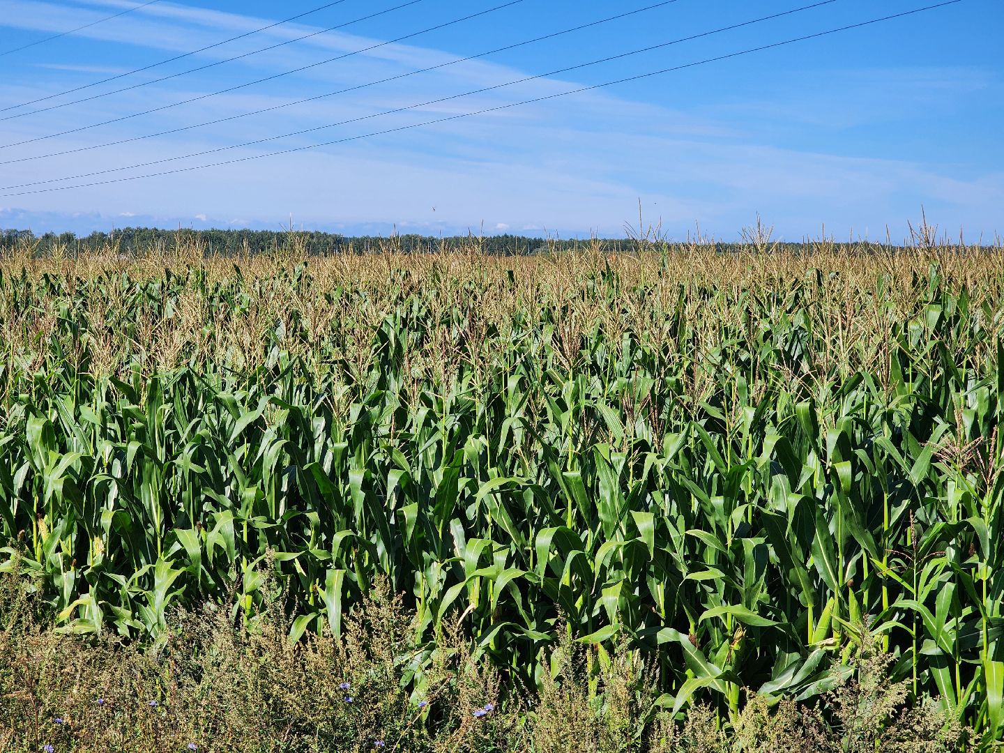вандализм на полях, воровство на полях, сельское хозяйство, Обухово, Богородский городской окрцг,