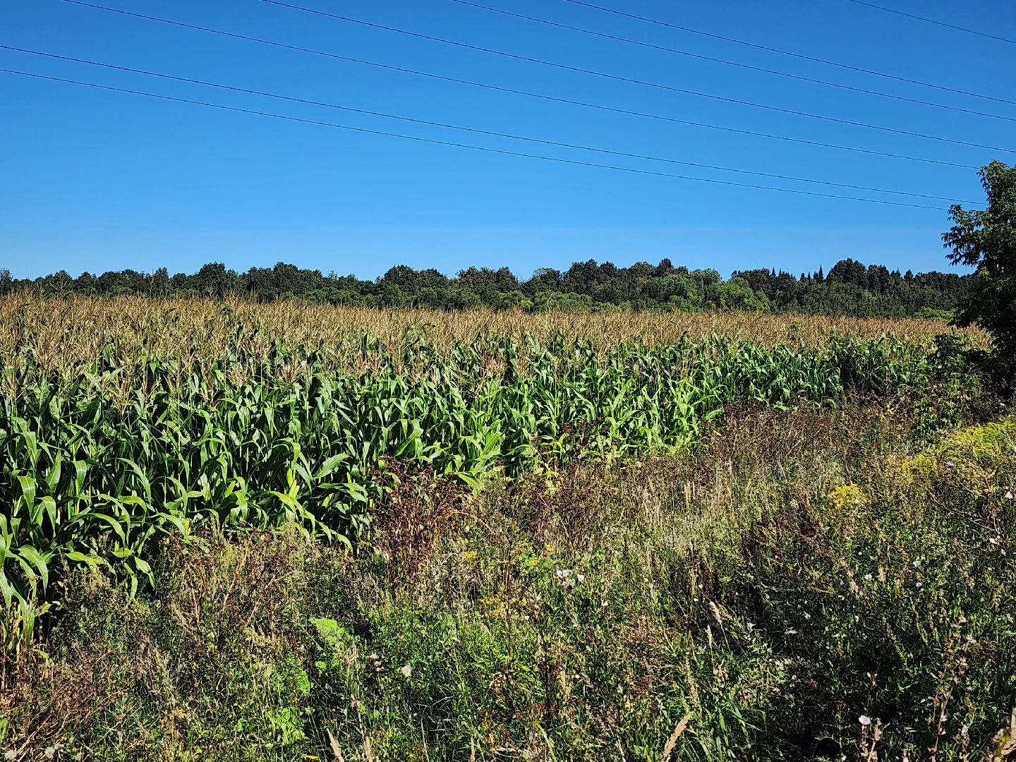 вандализм на полях, воровство на полях, сельское хозяйство, Обухово, Богородский городской окрцг,