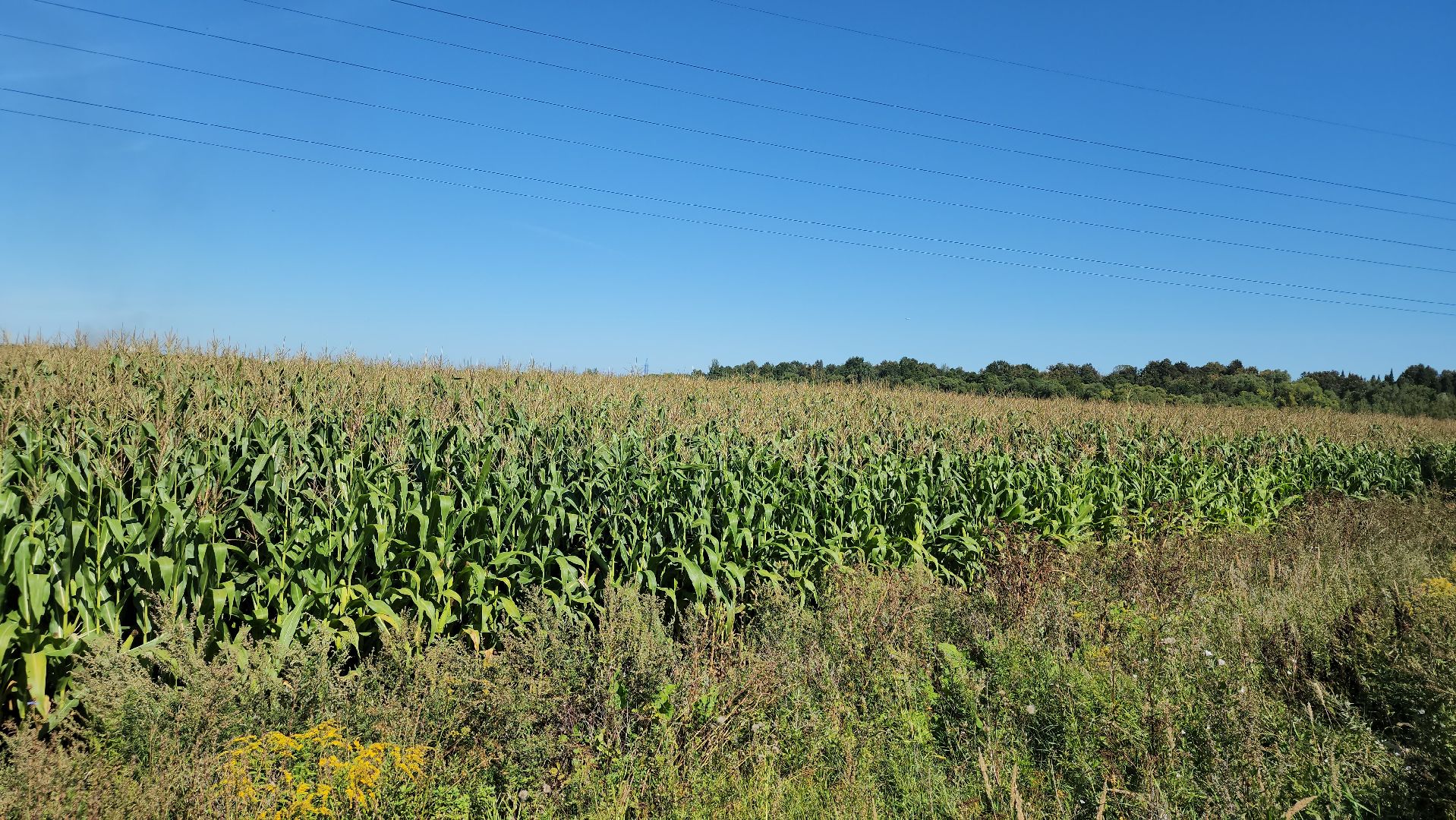 вандализм на полях, воровство на полях, сельское хозяйство, Обухово, Богородский городской окрцг,