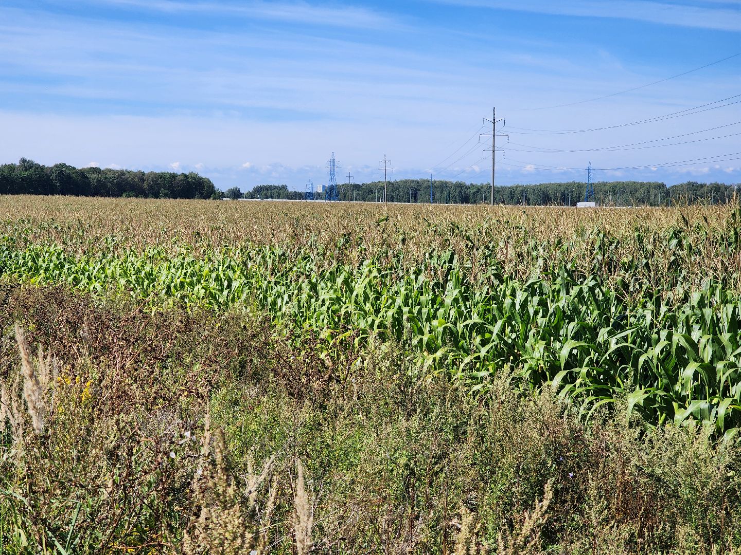вандализм на полях, воровство на полях, сельское хозяйство, Обухово, Богородский городской окрцг,