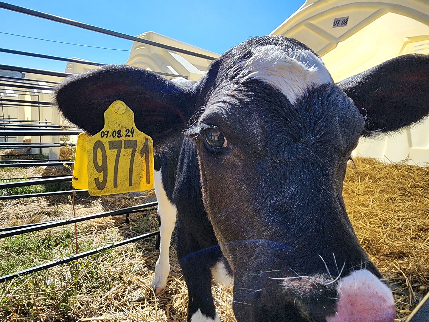 животноводство, сельское хозяйство, производство молока, Обухово, Богородский городской округ,