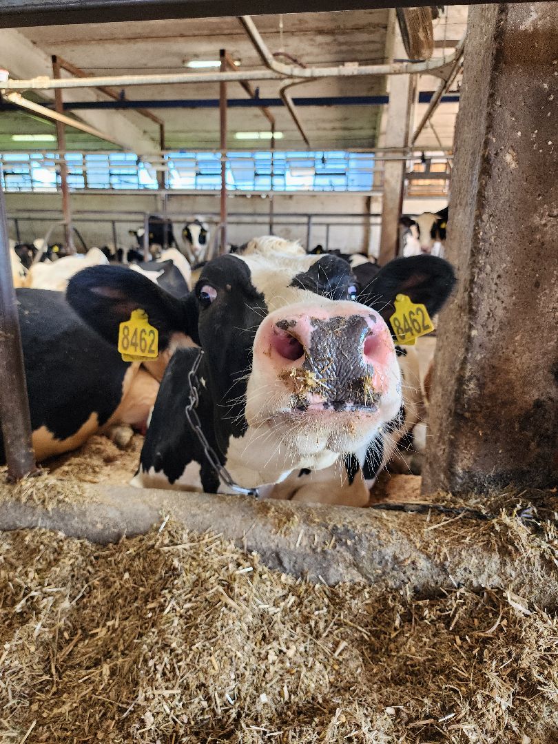животноводство, сельское хозяйство, производство молока, Обухово, Богородский городской округ,