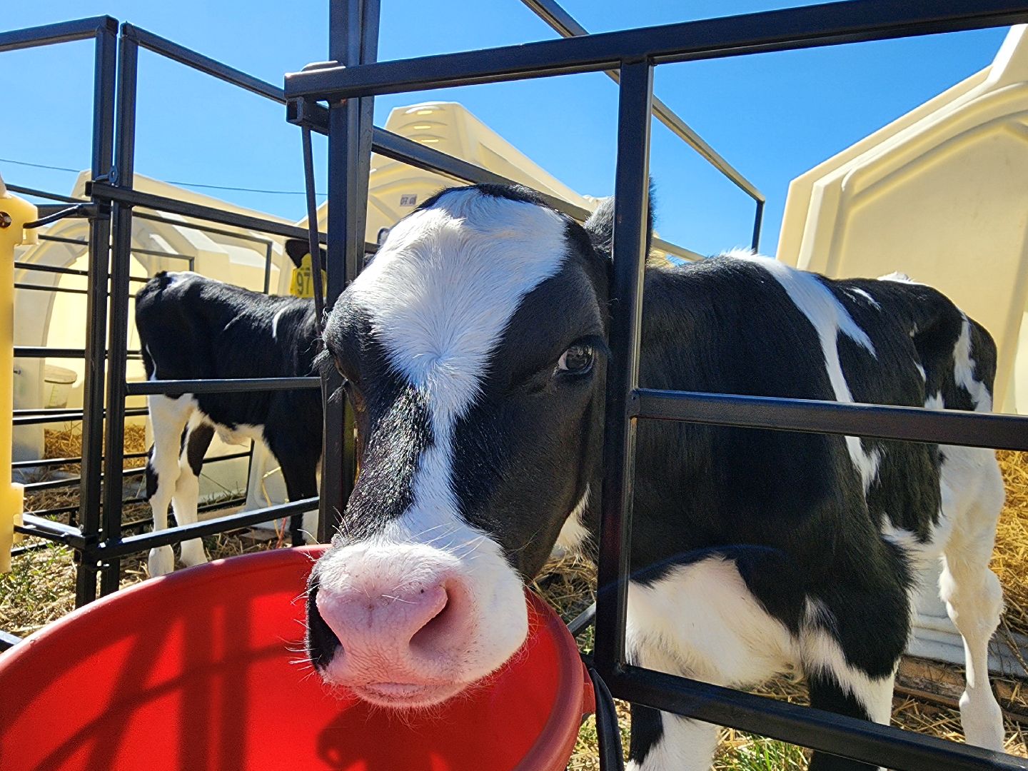 животноводство, сельское хозяйство, производство молока, Обухово, Богородский городской округ,