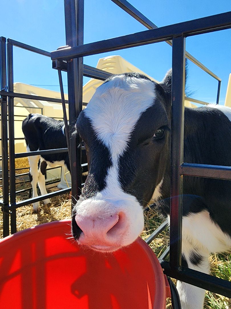 животноводство, сельское хозяйство, производство молока, Обухово, Богородский городской округ,