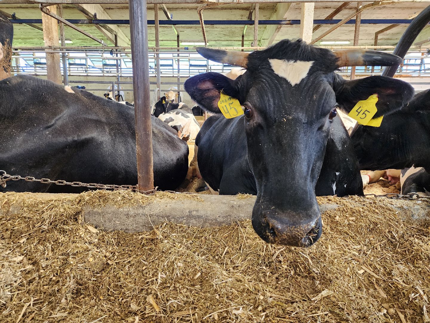 животноводство, сельское хозяйство, производство молока, Обухово, Богородский городской округ,