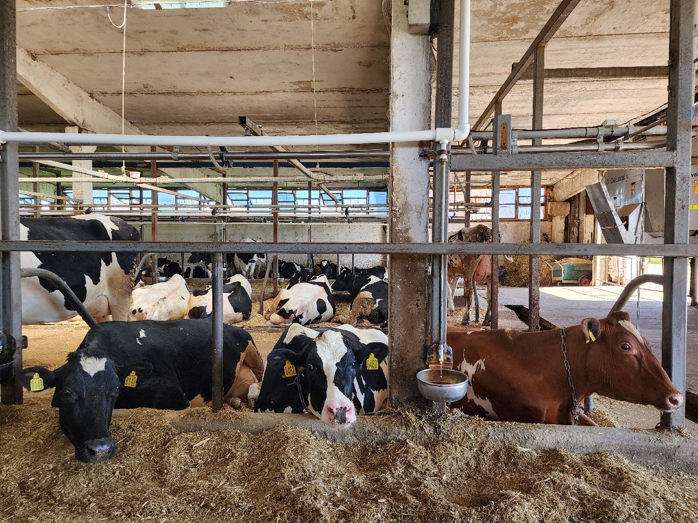 животноводство, сельское хозяйство, производство молока, Обухово, Богородский городской округ,