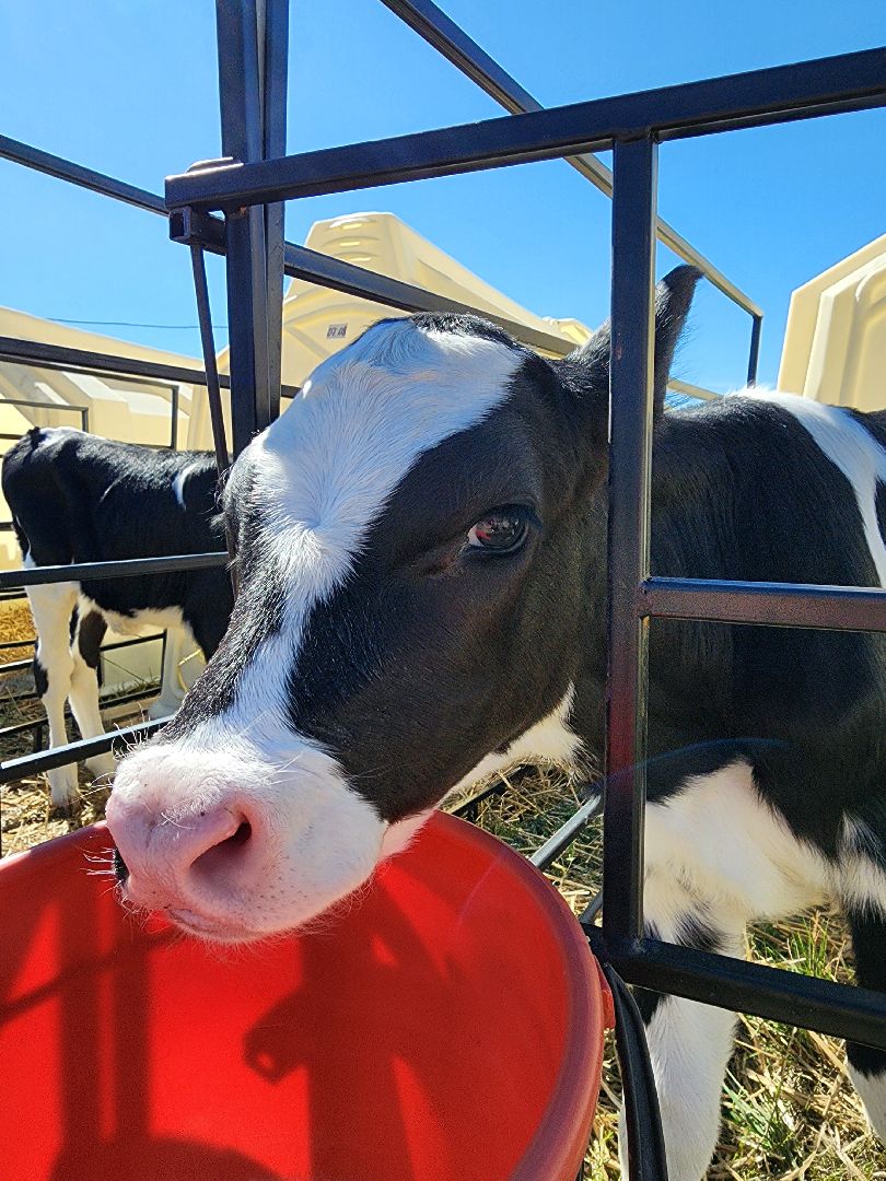 животноводство, сельское хозяйство, производство молока, Обухово, Богородский городской округ,