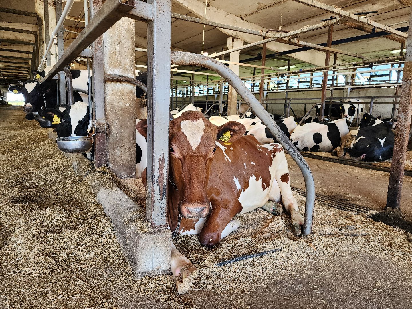 животноводство, сельское хозяйство, производство молока, Обухово, Богородский городской округ,