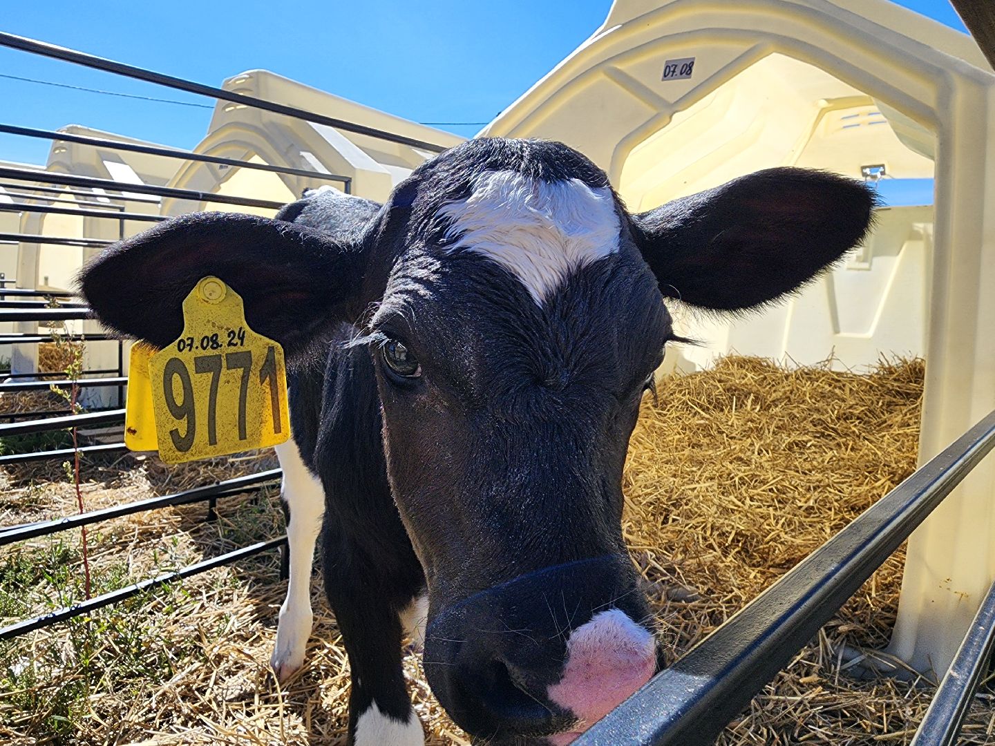 животноводство, сельское хозяйство, производство молока, Обухово, Богородский городской округ,