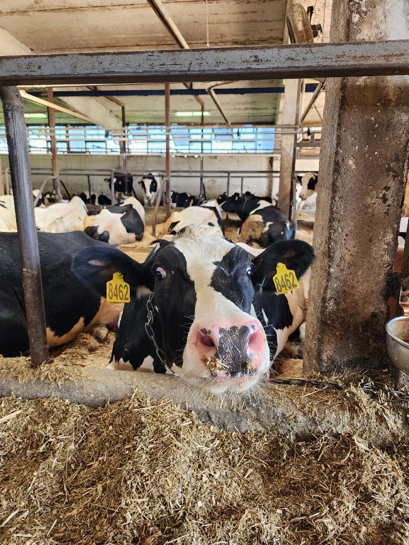 животноводство, сельское хозяйство, производство молока, Обухово, Богородский городской округ,