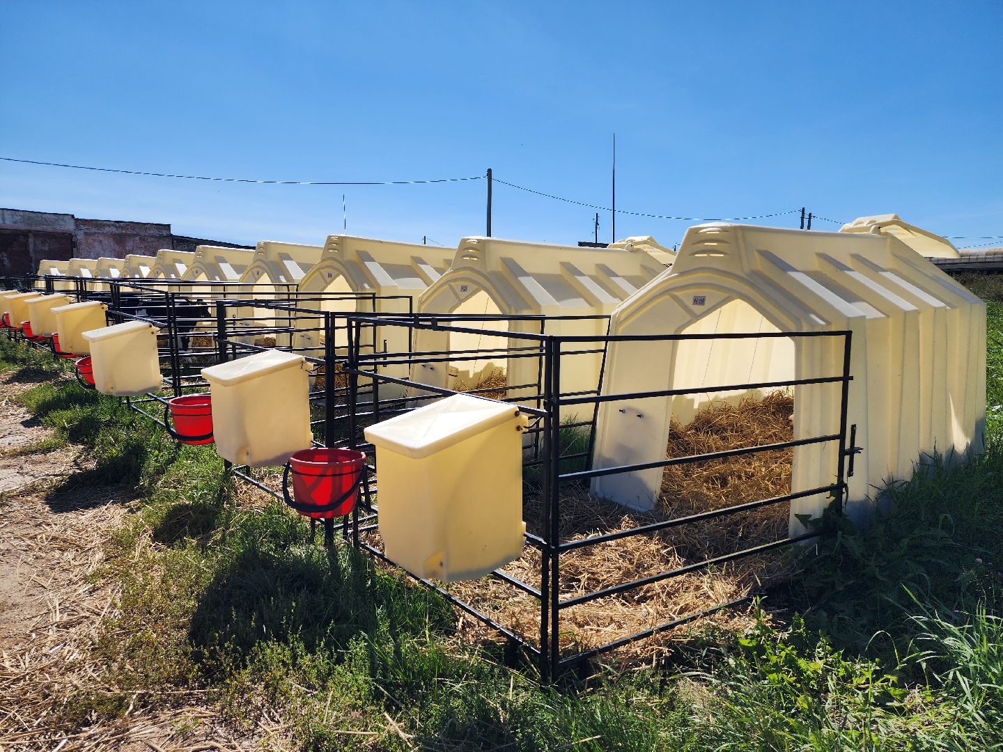 животноводство, сельское хозяйство, производство молока, Обухово, Богородский городской округ,