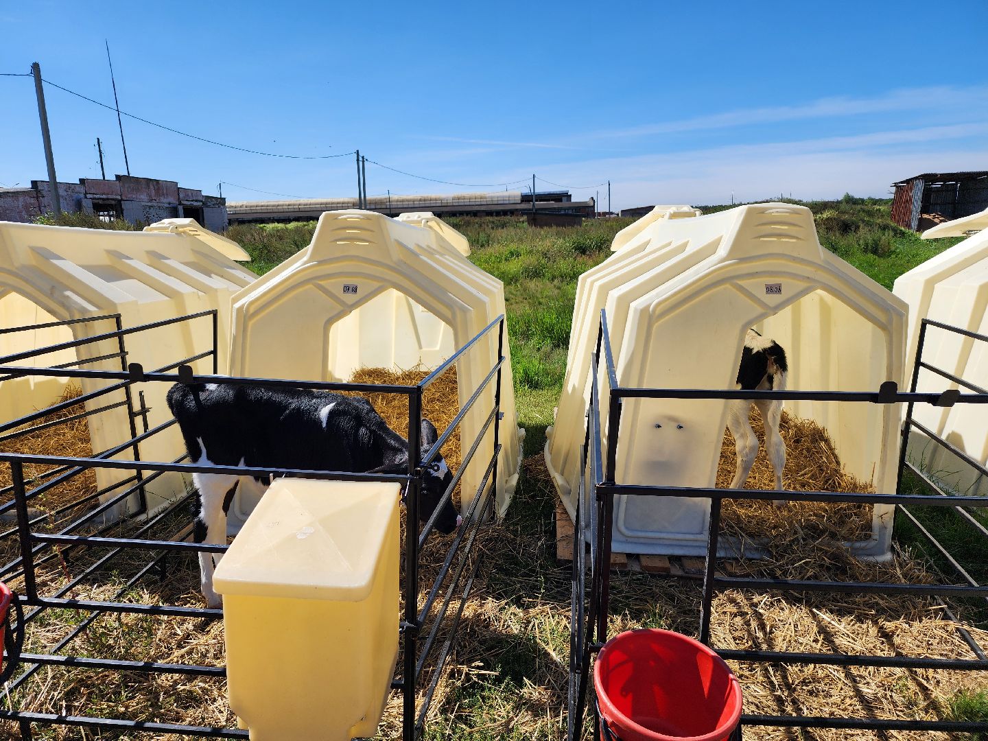 животноводство, сельское хозяйство, производство молока, Обухово, Богородский городской округ,