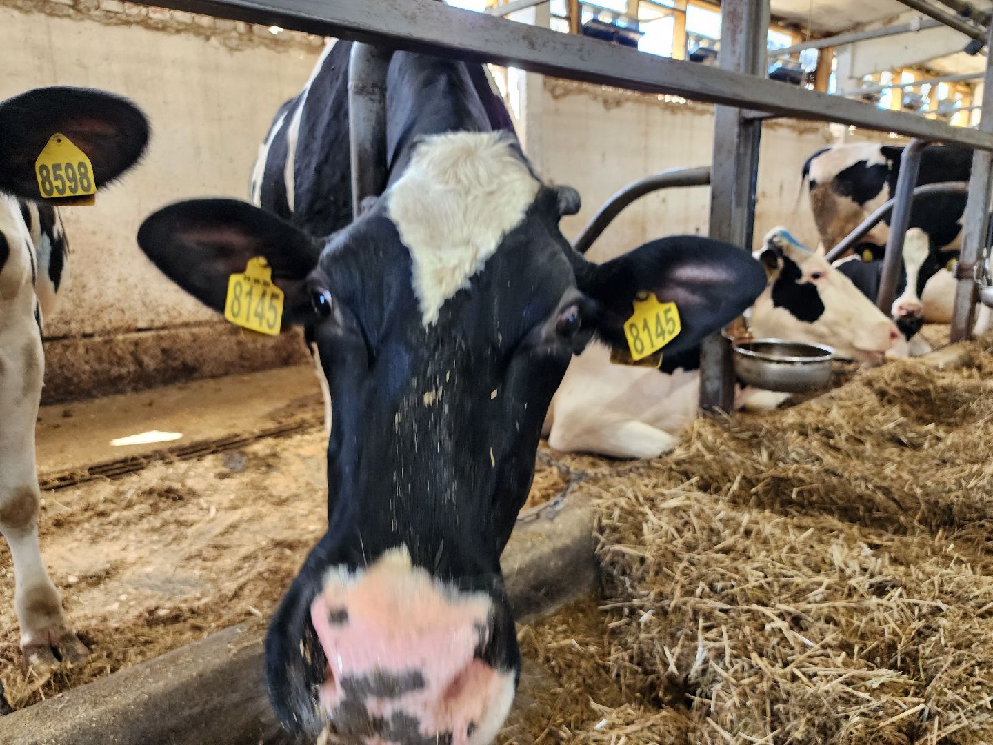 животноводство, сельское хозяйство, производство молока, Обухово, Богородский городской округ,