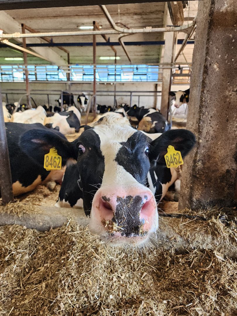 животноводство, сельское хозяйство, производство молока, Обухово, Богородский городской округ,