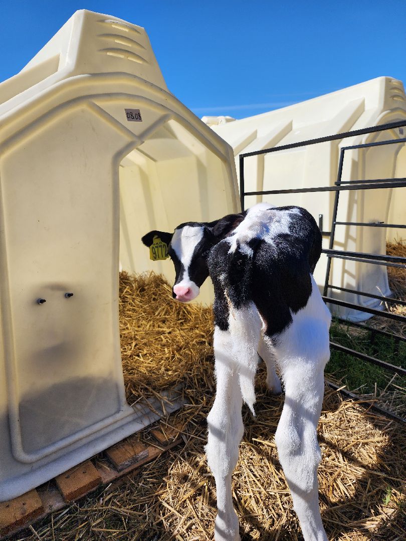 животноводство, сельское хозяйство, производство молока, Обухово, Богородский городской округ,