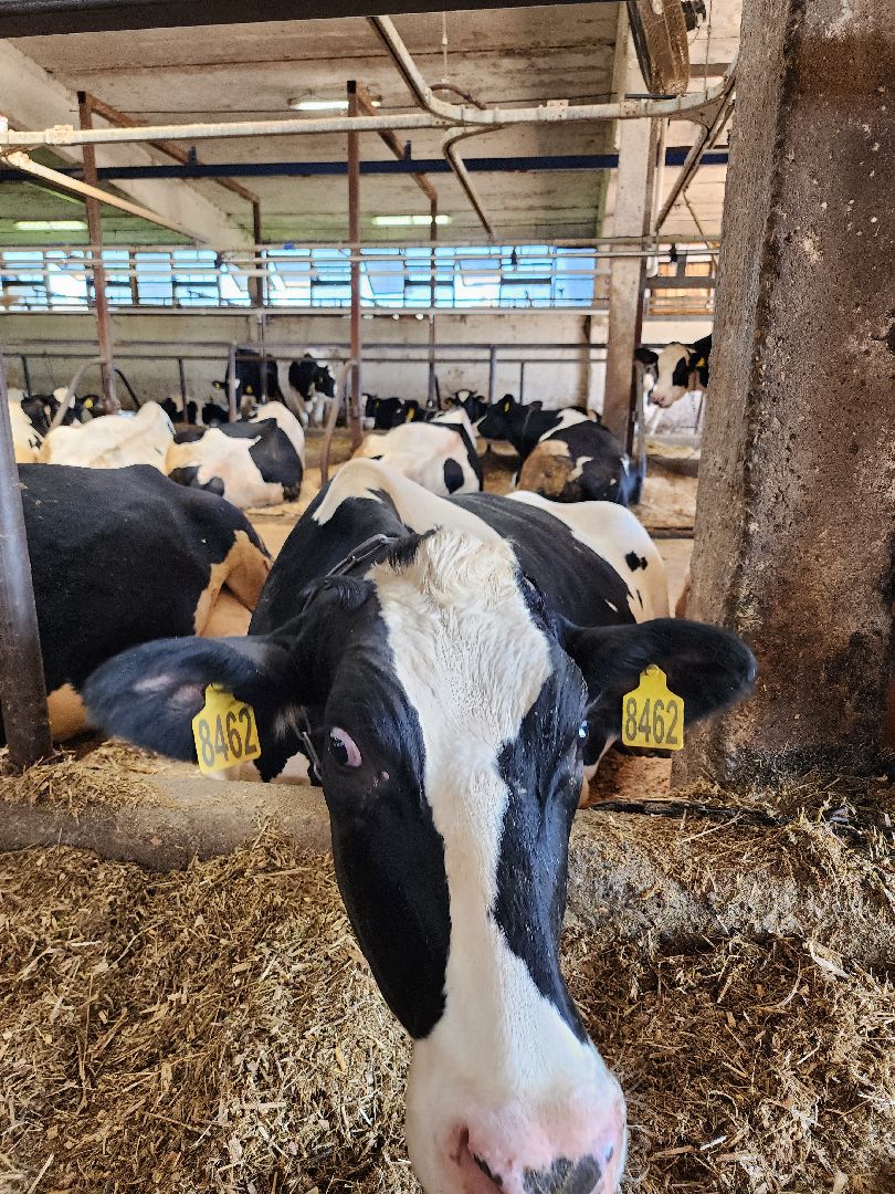 животноводство, сельское хозяйство, производство молока, Обухово, Богородский городской округ,