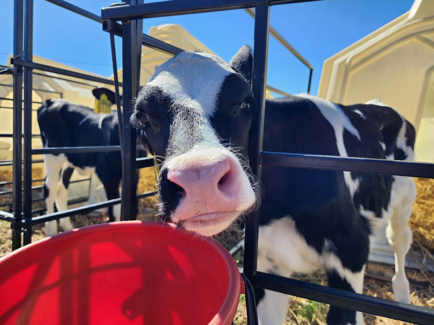 животноводство, сельское хозяйство, производство молока, Обухово, Богородский городской округ,