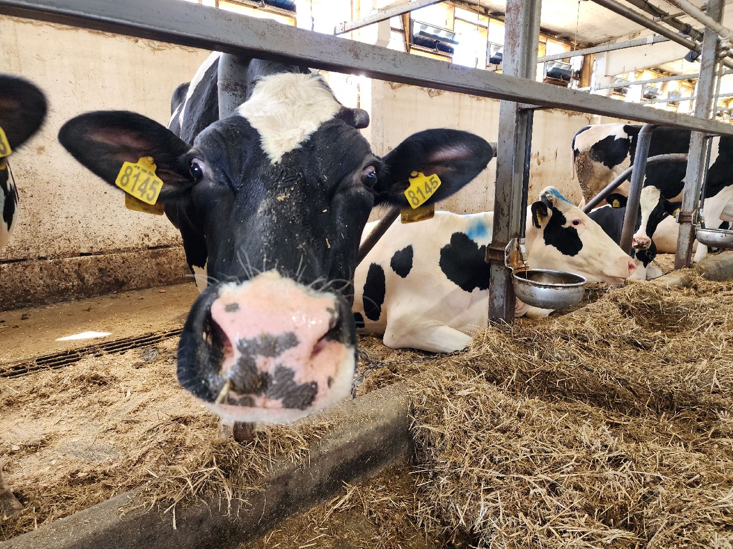 животноводство, сельское хозяйство, производство молока, Обухово, Богородский городской округ,