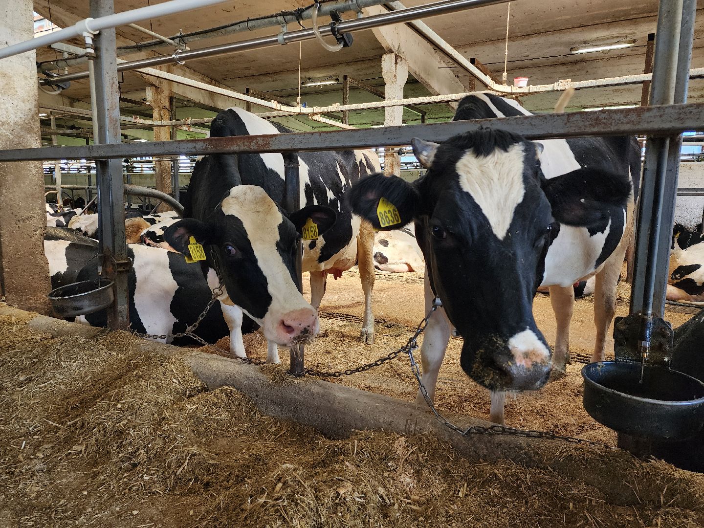 животноводство, сельское хозяйство, производство молока, Обухово, Богородский городской округ,