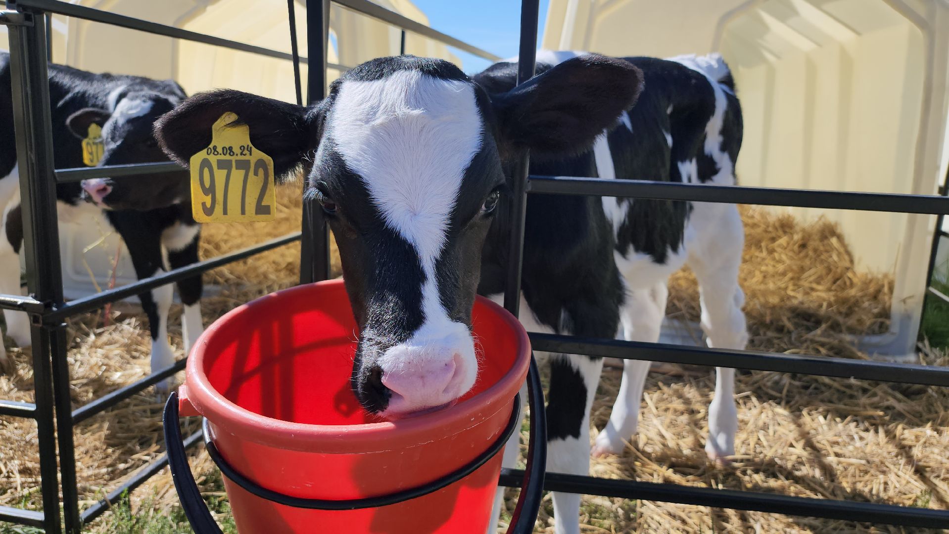 животноводство, сельское хозяйство, производство молока, Обухово, Богородский городской округ,