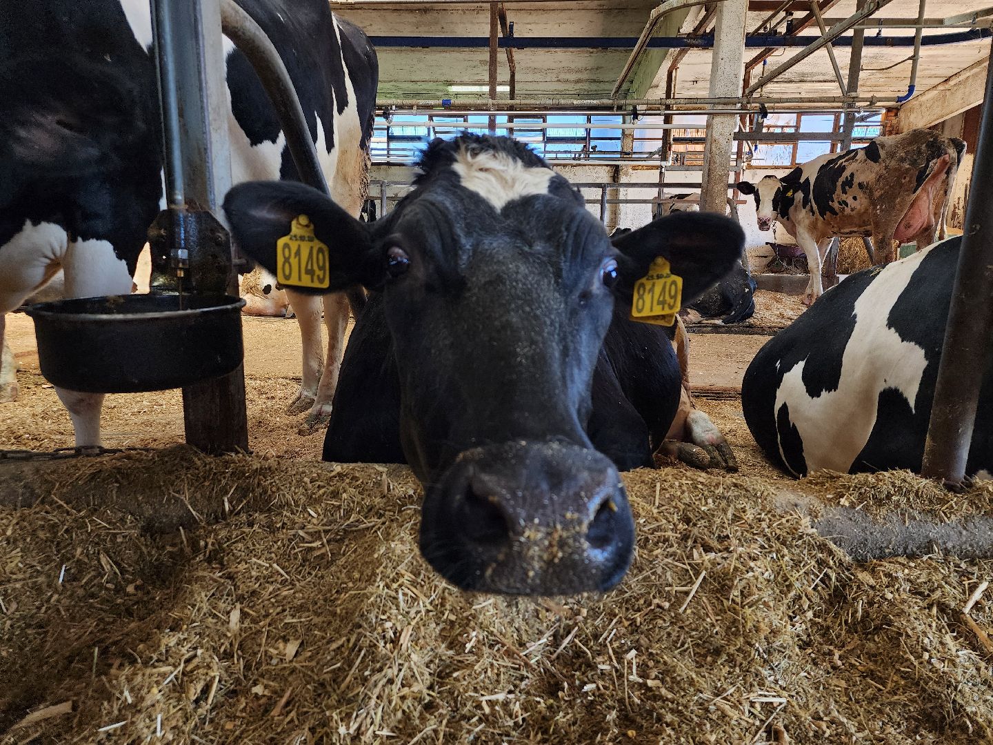 животноводство, сельское хозяйство, производство молока, Обухово, Богородский городской округ,