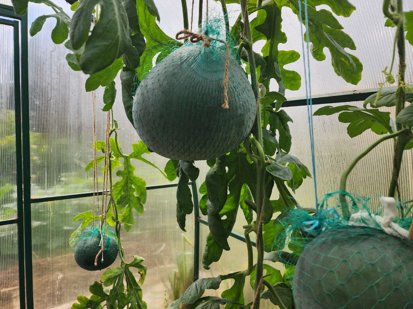 красноармейск, городской округ пушкинский, дачная культура, арбузы,