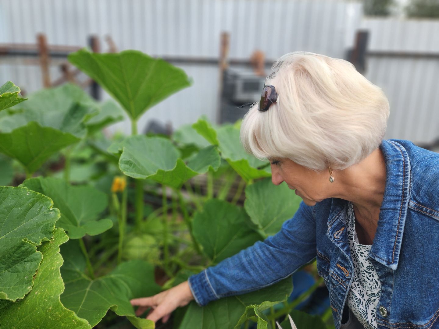 красноармейск, городской округ пушкинский, дачная культура, арбузы,