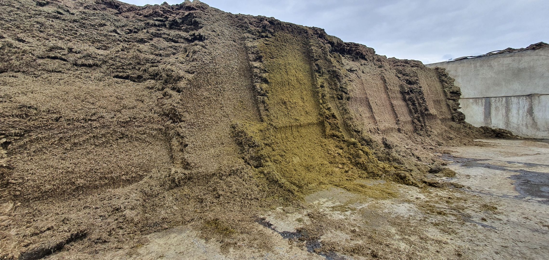 Минсельхоз, племзавод Повадино, новая ферма