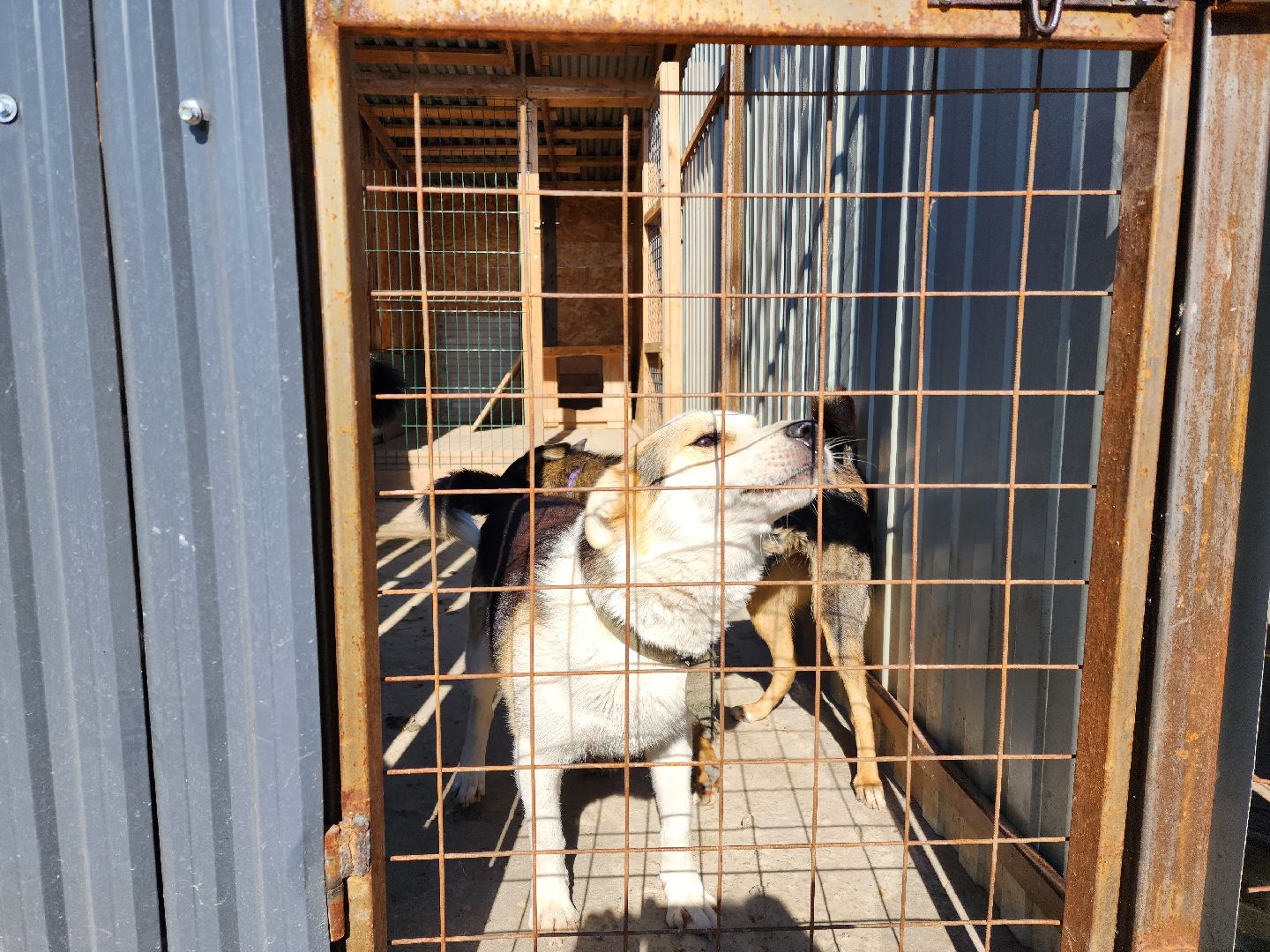 раменское, общество, приют для животных, путь домой бронницы, собачки из курской области,