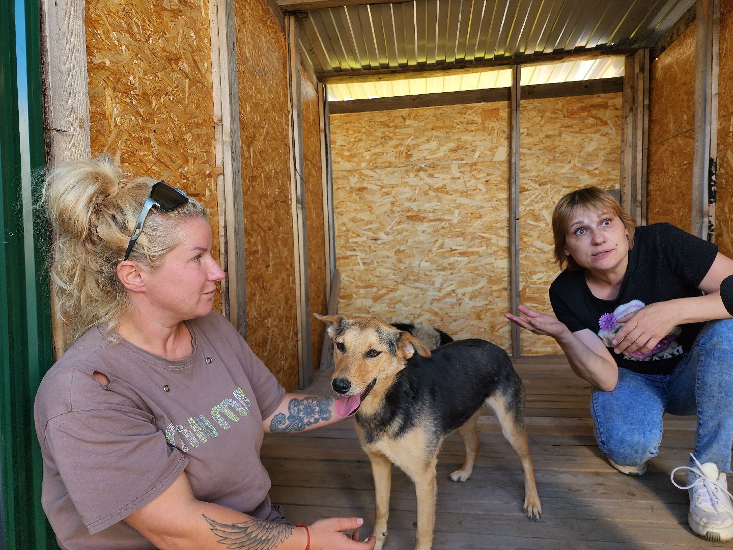 раменское, общество, приют для животных, путь домой бронницы, собачки из курской области,