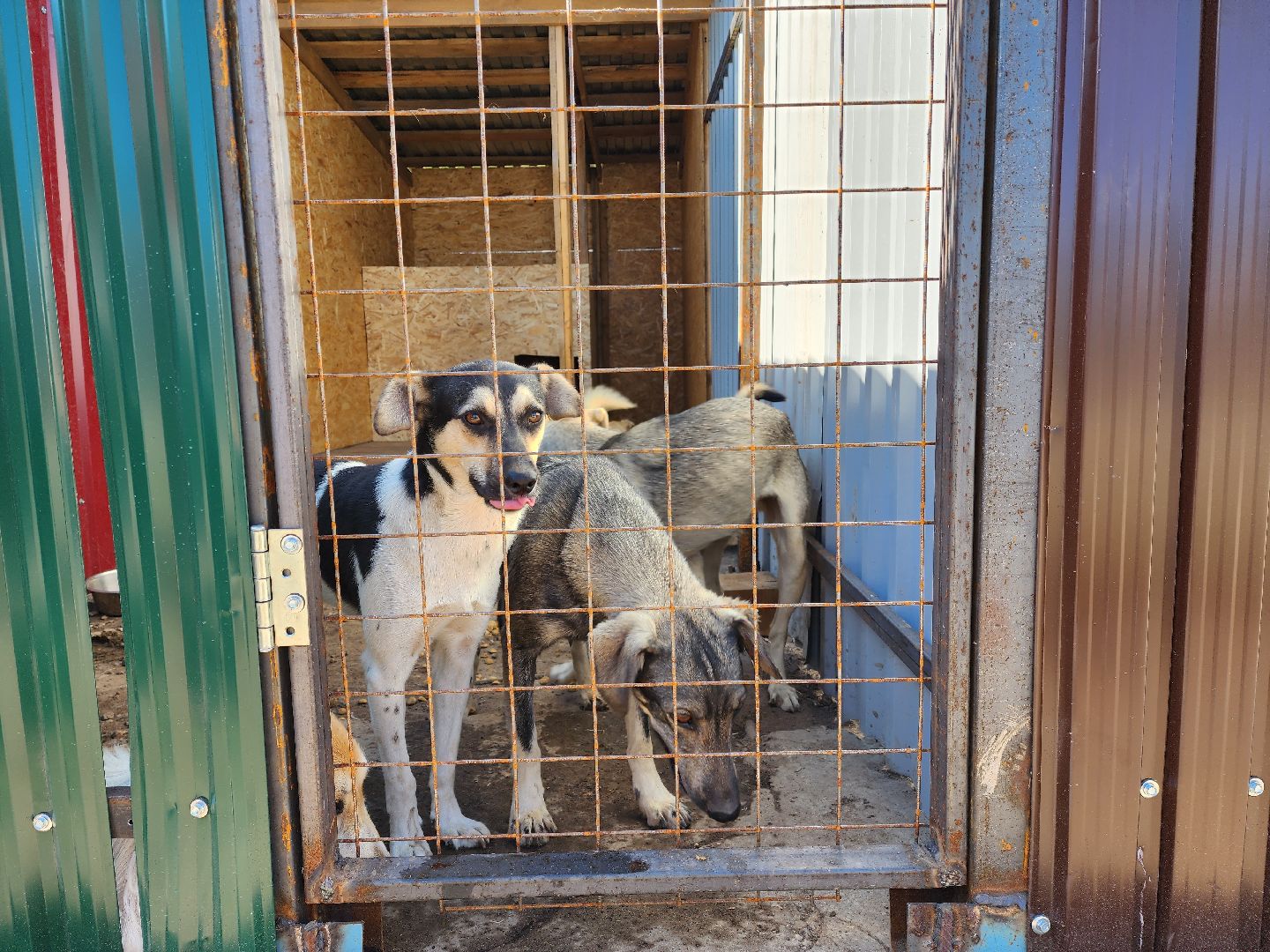 раменское, общество, приют для животных, путь домой бронницы, собачки из курской области,
