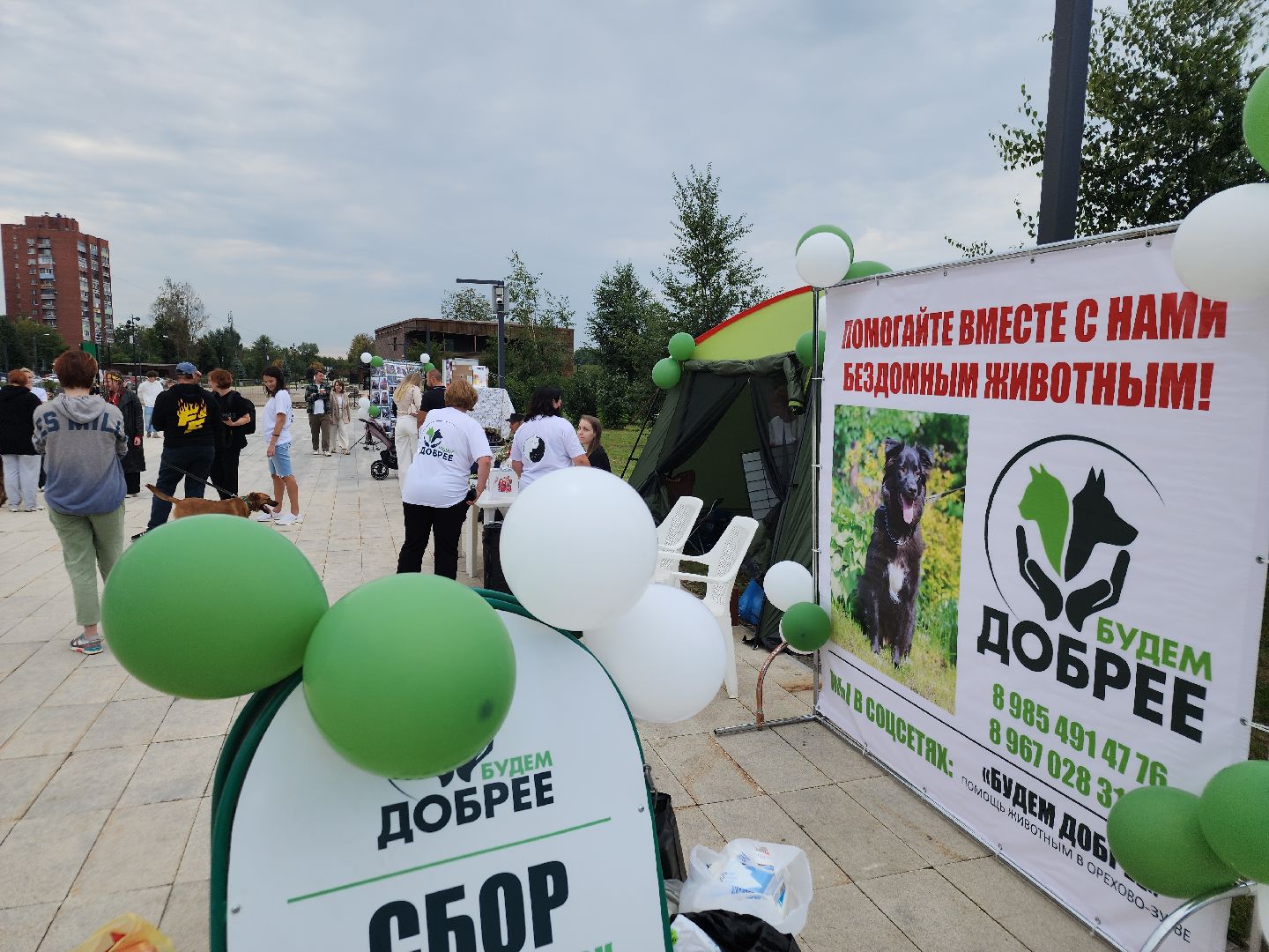 помощь бездомным животным, орехово зуево,акция в городском парке,