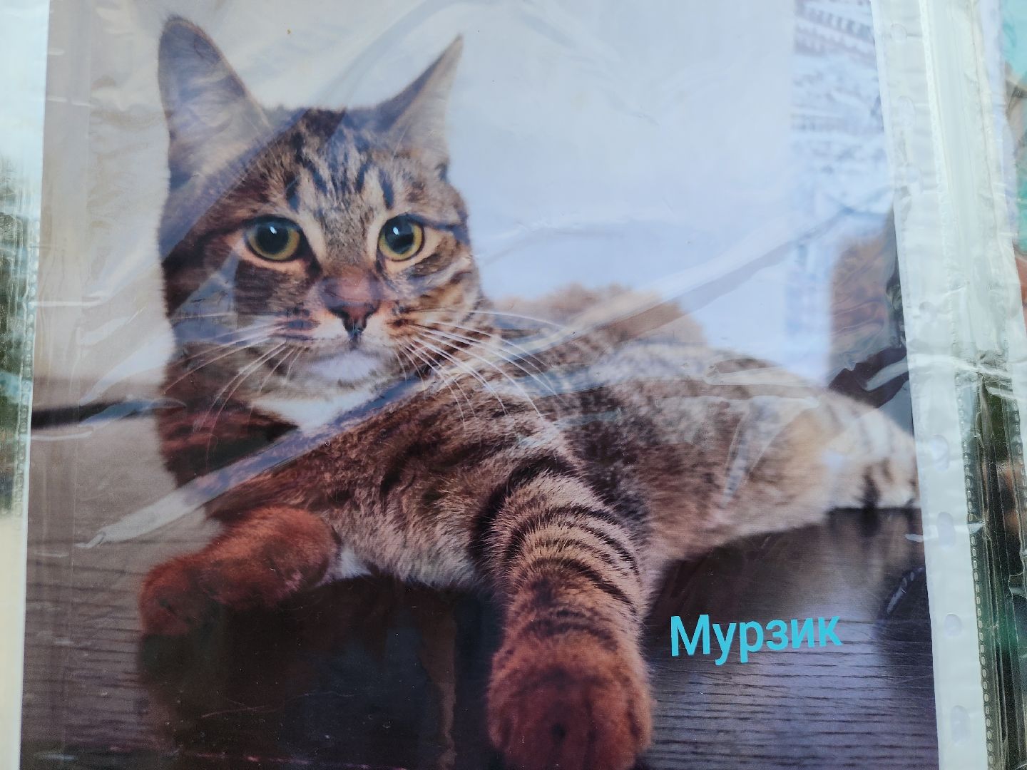 помощь бездомным животным, орехово зуево,акция в городском парке,