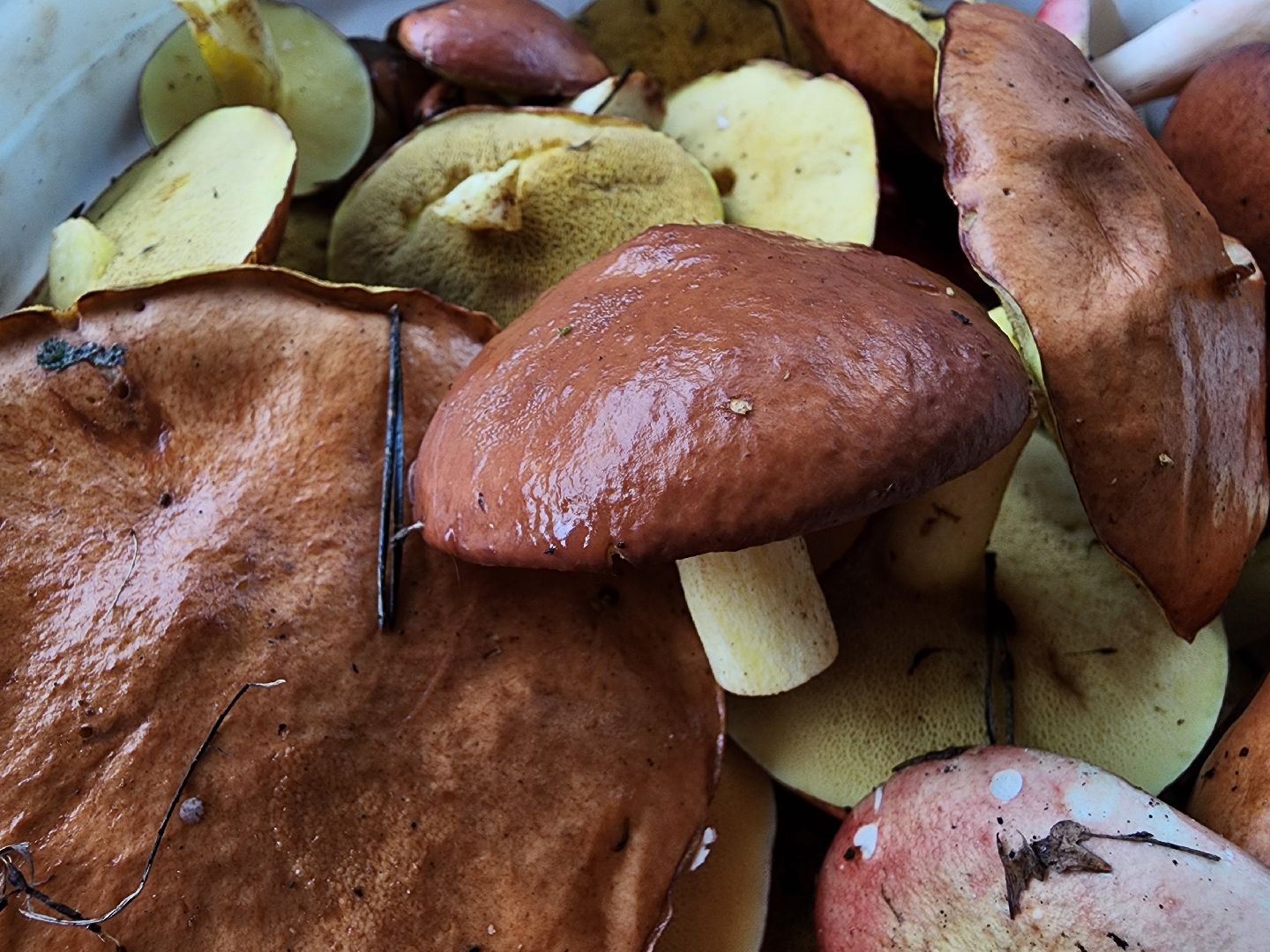 тихая охота, грибы, сбор грибов, Старая Купавна, Богородский городской округ,