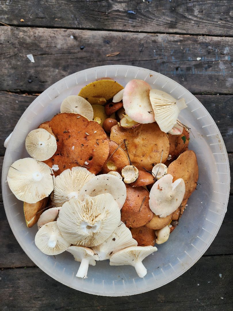 тихая охота, грибы, сбор грибов, Старая Купавна, Богородский городской округ,