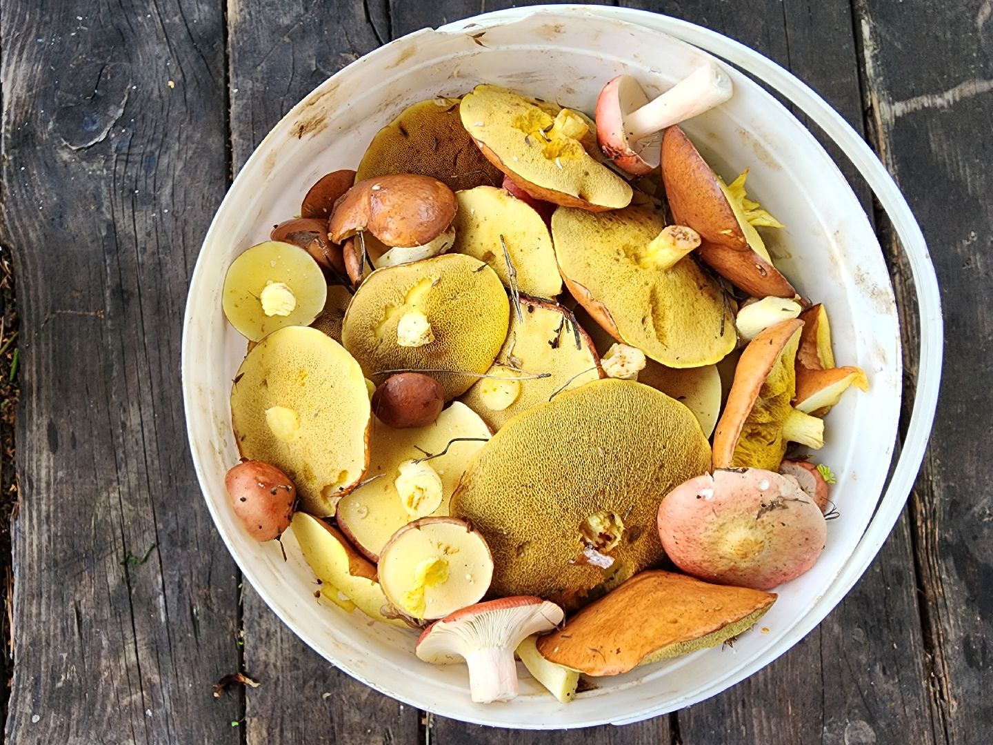 тихая охота, грибы, сбор грибов, Старая Купавна, Богородский городской округ,