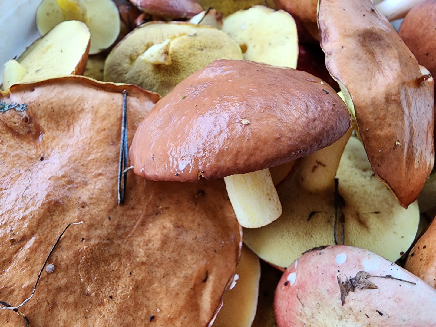 тихая охота, грибы, сбор грибов, Старая Купавна, Богородский городской округ,