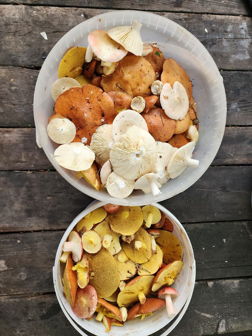 тихая охота, грибы, сбор грибов, Старая Купавна, Богородский городской округ,